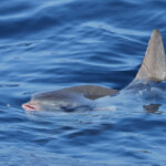 Poisson-lune, mola mola