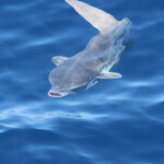 Poisson-lune, mola mola