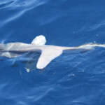 Poisson-lune, mola mola