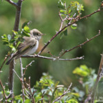 Pouillot de Bonelli (Col de Gleize, Hautes-Alpes)