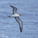 Puffin cendré (21 juin 2015)