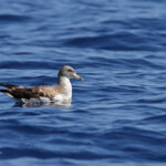 Puffin cendré (Iles de Marseille)