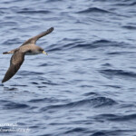 Puffin cendré (21 juin 2015)
