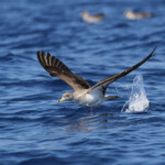 Puffin cendré (Iles de Marseille)
