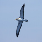 Puffin cendré (21 juin 2015)