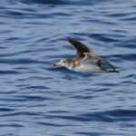 Puffin cendré, 27 septembre 2015