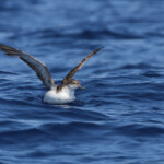 Puffin yelkouan (Iles de Marseille)