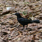 Quiscale merle (Martinique)