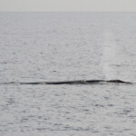 Rorqual commun, 27 septembre 2015