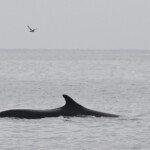 Rorqual commun, 27 septembre 2015