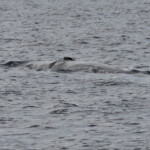 Rorqual commun, 27 septembre 2015