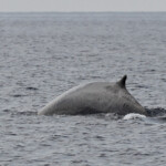 Rorqual commun, 27 septembre 2015