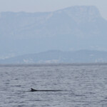Rorqual commun devant le Coudon, 27 septembre 2015