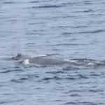 Rorqual commun, 27 septembre 2015