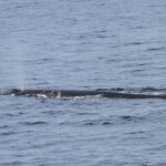 Rorqual commun, 27 septembre 2015