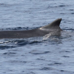 Rorqual commun, 27 septembre 2015