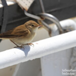 Rousserolle effarvatte (21 juin 2015)