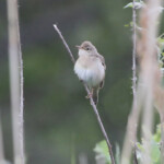 Rousserolle verderolle (Champsaure, Hautes Alpes)