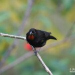 Sporophile rouge-gorge (Martinique)