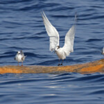 Sternes pierregarins et Sterne caugek, 27 septembre 2015