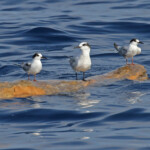 Sternes pierregarins et Sterne caugek, 27 septembre 2015
