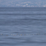 Sternes, 27 septembre 2015