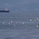 Sternes, 27 septembre 2015