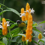 Sucrier à ventre jaune (Martinique)