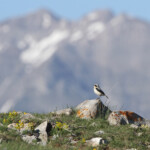 Traquet motteux (Col de Gleize, Hautes-Alpes)