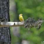 Venturon montagnard (Col de Gleize, Hautes-Alpes)