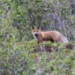 Renard roux, Langfjorddalen, Norvège