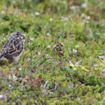 Bruant lapon (Vardo, Norvège)