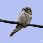 Chouette épervière (Varangerbotn)