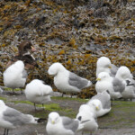 Eider à tête grise (Ekkeroy)