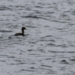 Eider à tête grise (Ekkeroy)