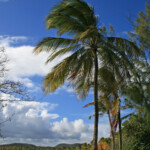 Grande anse des salines (Martinique)