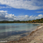 Grande anse des salines (Martinique)
