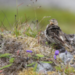Pipit à gorge rousse (Hamnimberg)