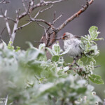 Sizerin blanchâtre (Hamnimberg)