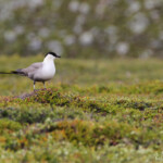 Labbe à longue queue (Hamnimberg)