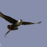 Labbe à longue queue (Hamnimberg)