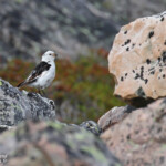 Bruant des neiges (Hamnimberg)