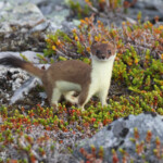 Hermine (Hamnimberg)