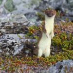 Hermine (Hamnimberg)