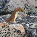 Hermine (Hamnimberg)