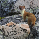 Hermine (Hamnimberg)