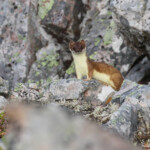 Hermine (Hamnimberg)