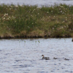 Harle piette, femelle et jeunes, Finlande