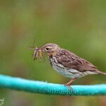 Pipit à gorge rousse (Hornoya)