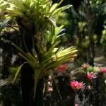 Jardins de Balata (Martinique)